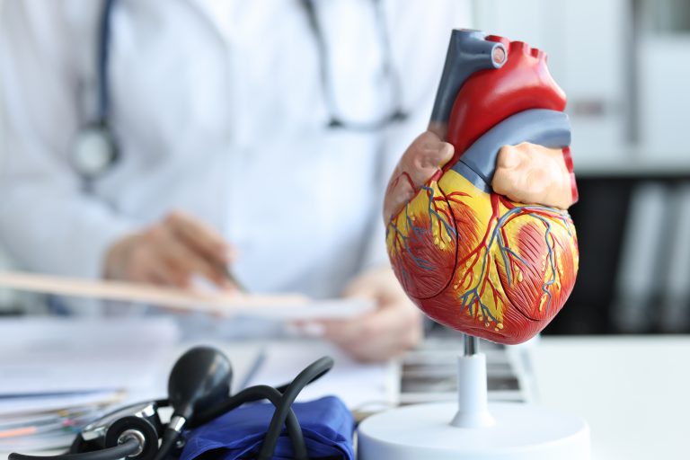 Artificial plastic model of human heart standing against background of cardiologist closeup. Cardiac care concept